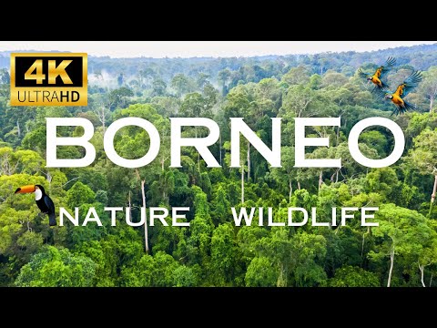 BORNEO -4K (60FPS) ULTRA HD - Scenic Film With Cinematic Sounds