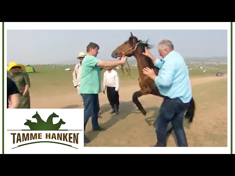 "He's not well!" - Tamme saves the horse's life | Tamme Hanken | Kabel Eins