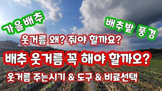 가을 배추 추비 2021 웃거름 주는시기 방법 주는비료 도구 [배추재배방법]