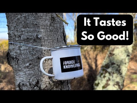 How to Tap Birch Trees for Sap | 3 Easy Methods