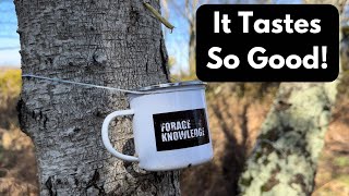 How to Tap Birch Trees for Sap | 3 Easy Methods