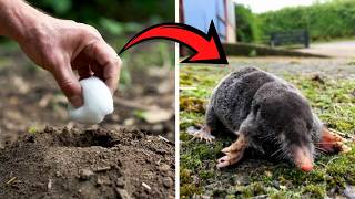Moles Gone in Days Using Cotton Balls? #gardenhacks #pestcontrol