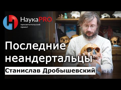 Последние неандертальцы – Станислав Дробышевский | Лекции по антропологии