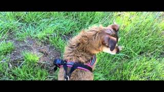 All I Ever Need - Caribou (User music video)