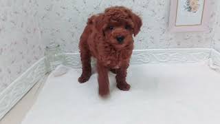 トイプードルの動画01