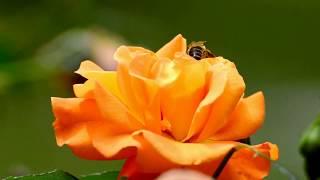 Download lagu Awrad al Masa (Islamic Invocations/Recitations for the evenings) mp3