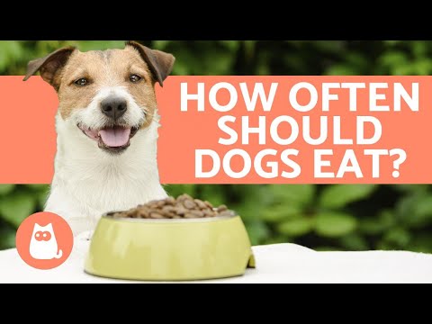 YouTube video about: What kind of dog keeps the best time?