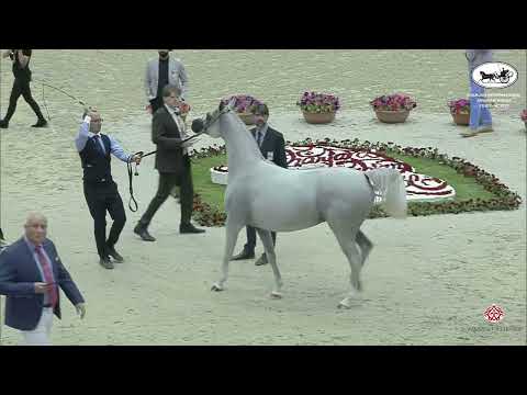 N 130 BASMAH AL BIDAYER   Sharjah International Arabian Horse Festival 2022   Mares 7 9 Years Old Cl