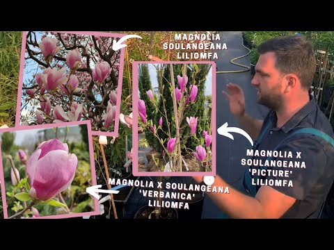 Legszebb magnólia fajták | Magnólia összehasonlítás | Nagyvirágú magnolia - liliomfa