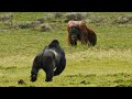 GORILLA VS ORANGUTAN Fight It Turns Out That This Is The Winner