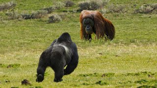 Download lagu GORILLA VS ORANGUTAN fight, it turns out that this is the winner mp3 Download lagu GORILLA VS ORANGUTAN fight, it turns out that this is the winner mp3