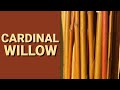 Cardinal Willow
