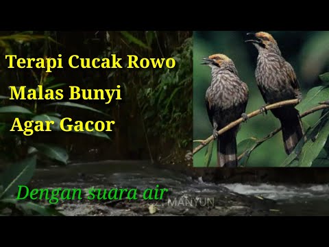 Terapi cucak rowo macet bunyi agar gacor