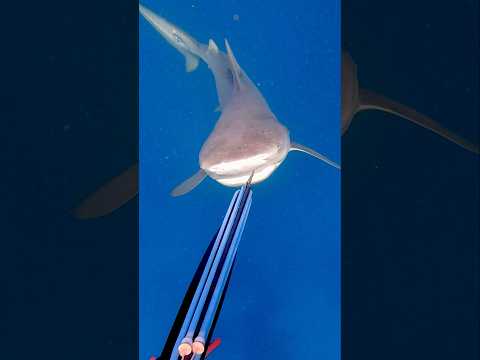 Big grumpy bull shark need a bit of redirection on the nose 🦈 #shark #spearfishing