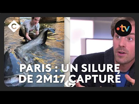 Catfish: a fishing trip in the heart of Paris, filmed by Jamel Debbouze