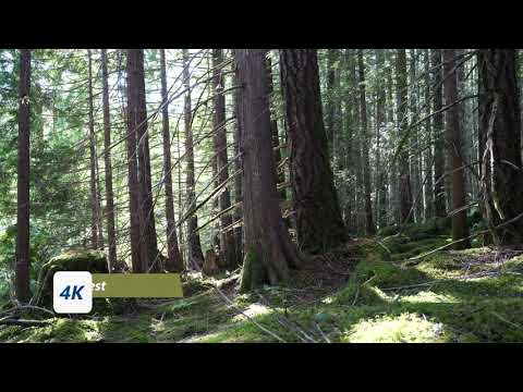 4K Pacific Northwest Forest Ambience Distant Wind Relaxing