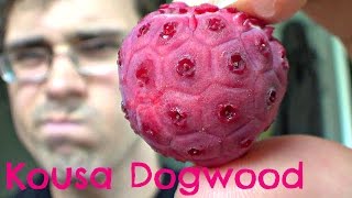 Kousa Dogwood Review - Weird Fruit Explorer Ep. 114