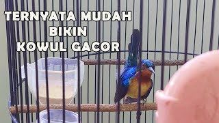 Download lagu black hummingbird care to make it sing well mp3 Download lagu black hummingbird care to make it sing well mp3