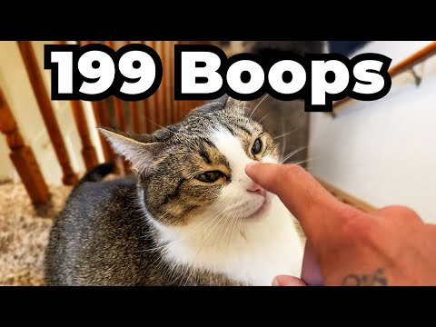 How many times can I boop my cat before he crashes out?