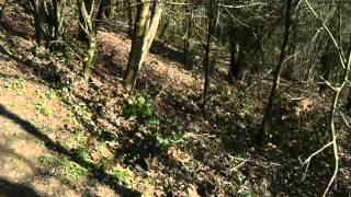 a short walk with bill frisell