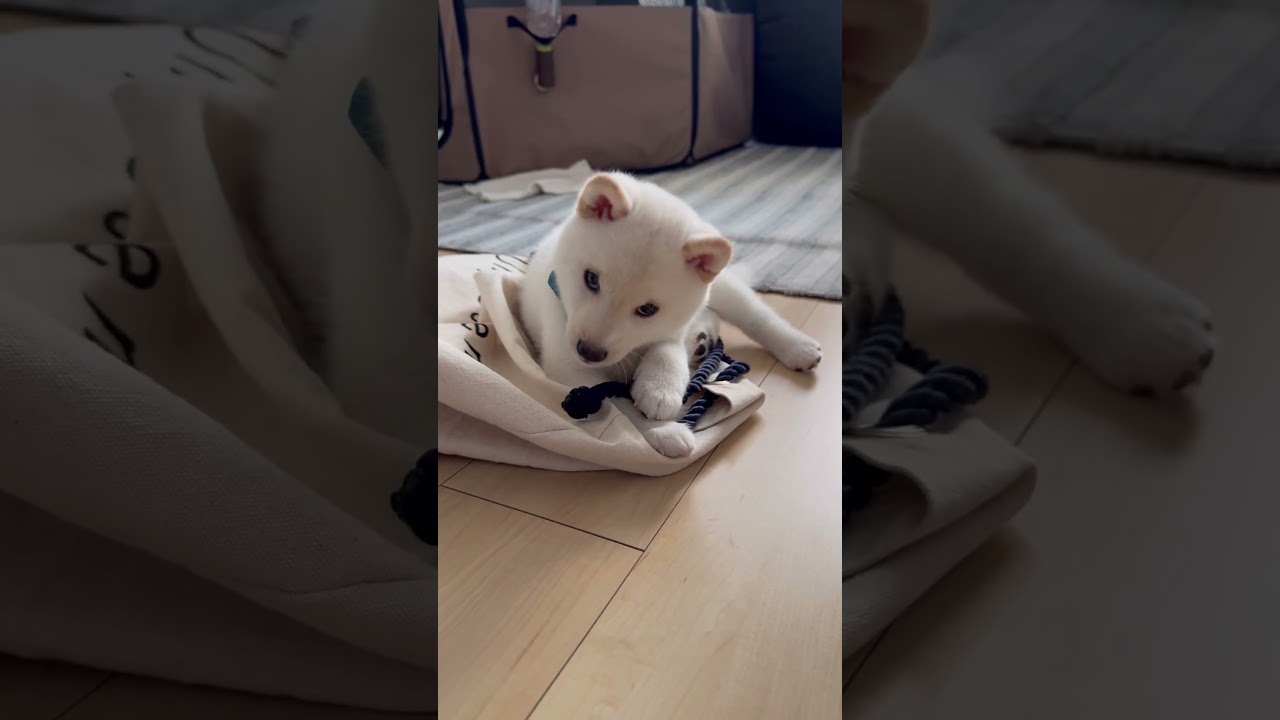 まだ我が家に来て1週間ほどの蓮殿#柴犬 #蓮殿 #賢殿 #愛犬 #白柴 #生後2ヶ月