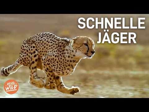 Wilde Geparden hautnah: Die schnellsten Jäger der Welt! | Doku