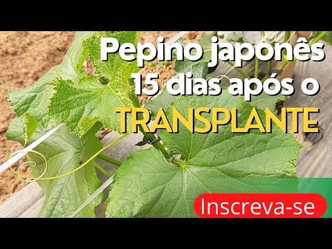, title : 'Pepino japonês 11Q+shicare com 15 dias de transplante 🙌🙌🙌🙌✅🥒🥒'