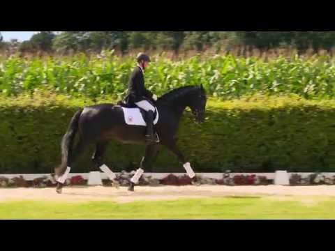 41 Romano  Wallch v. Ribery Gold - Brentano II