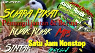 Download lagu SUARA PIKAT BURUNG RUAK RUAK | PEMIKAT RUAK RUAK JANTAN DAN BETINA AMPUH mp3