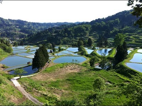 Рыбки, карпы кои Украина, малек кои, корм для кои, растения для пруда