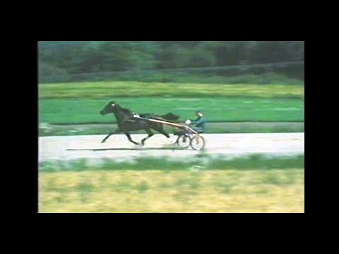 Stig H Johanssons The Onion inför inför VM-loppet på Yonkers 1984. Tvåa bakom Lutin d'Isigny.