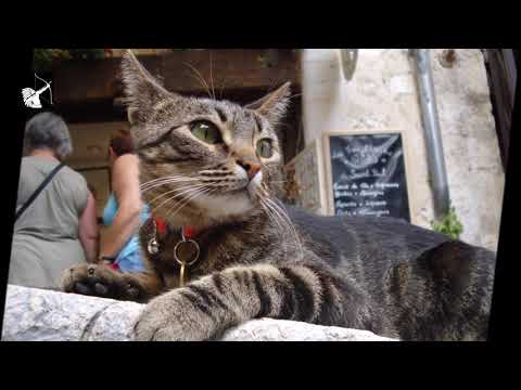 Cats Around the World (Los Gatos Gatti Katzen Chats and more)