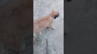 cutee where you going #youtubeshorts #cutedog  #puppy 