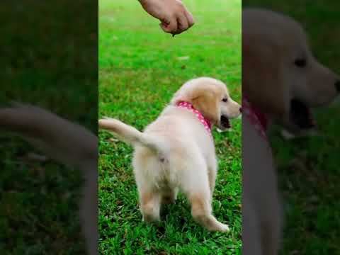 FirstMate Grain Friendly Is Perfect For Your Furry Friend!