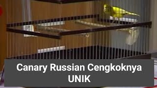 Download lagu Kenari Rusia Kontes Cengko Nada Unik dan Merdu #shorts #kenari #canary #finch #russia mp3 Download lagu Kenari Rusia Kontes Cengko Nada Unik dan Merdu #shorts #kenari #canary #finch #russia mp3