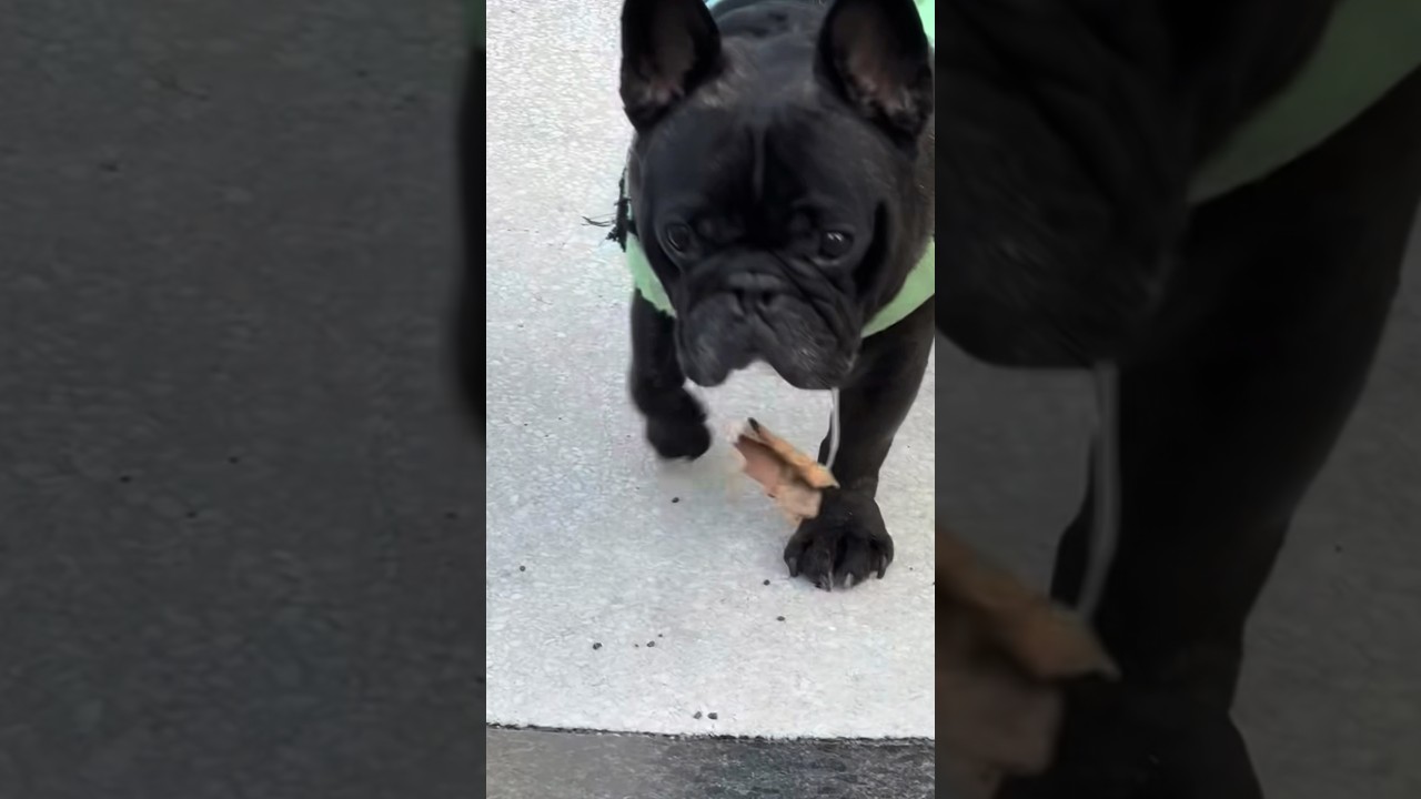 【やけっぱちcomedy】#いぬ #犬 #イヌ #フレブル #フレンチブルドッグ #dog #かわいい #可愛い #shorts #comedy #エイリアン #alien #よだれ