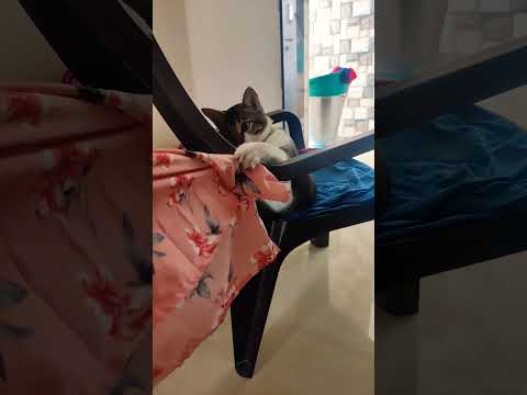 Monty#ninjacat#chhod do aanchal