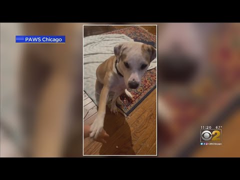 PAWS Dog Of The Week: Rosemary