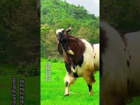 MD Goat Farm - Mumbai’s leading Palai Farm