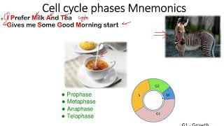 Cell cycle phases of Mitosis and meiosis | easy tricks to remember