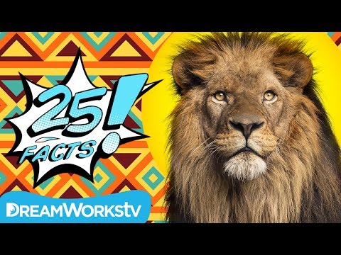 25 Fierce Facts About LIONS | 25 FACTS