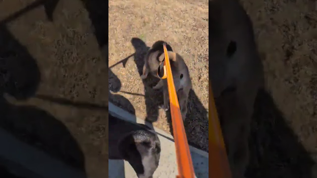 Enlarge EVIE, a Adoptable Shar-Pei in Cameron, NC video 4/4