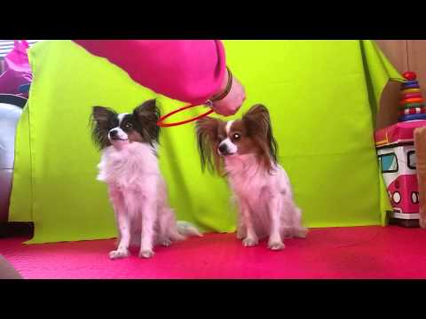 Honey und Bjelle Ring Übergabe