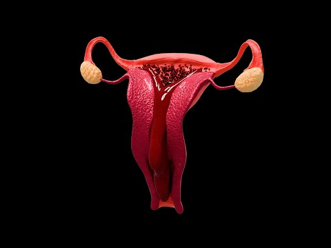 Menstrual Cycle Animation Video | Periods for Girls