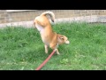 Lester The Dog Does Handstand Pee