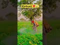 Khetiwadi Video Status L ️ Farming Khetibadi Kisan Farmar