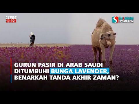 Gurun Pasir di Arab Saudi Ditumbuhi Bunga Lavender, Benarkah Tanda Akhir Zaman?