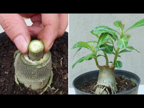 Let s grow bitter melon for your family this way it s very fruity and easy to make