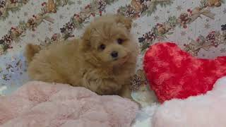 ハーフ犬の動画01