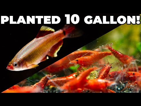 download lagu mp3 mp4 White Cloud Mountain Minnow, download lagu White Cloud Mountain Minnow gratis, unduh video klip White Cloud Mountain Minnow